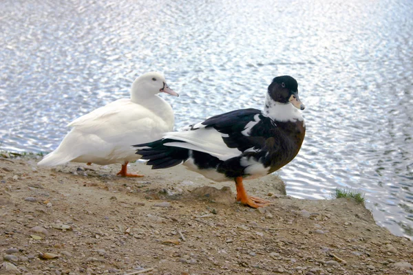 Black and white ducks sitting on the waterside — Stock Photo, Image