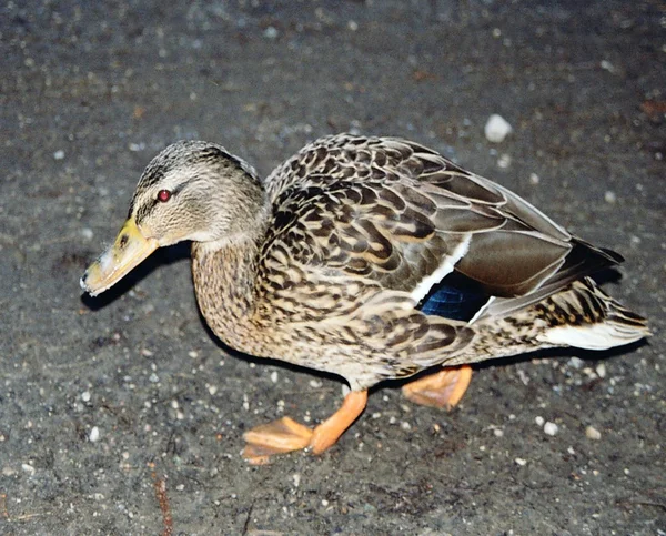 Eine Ente — Stockfoto