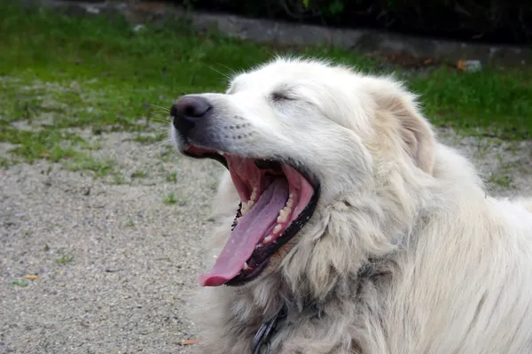 esneme büyük pyrenees köpek