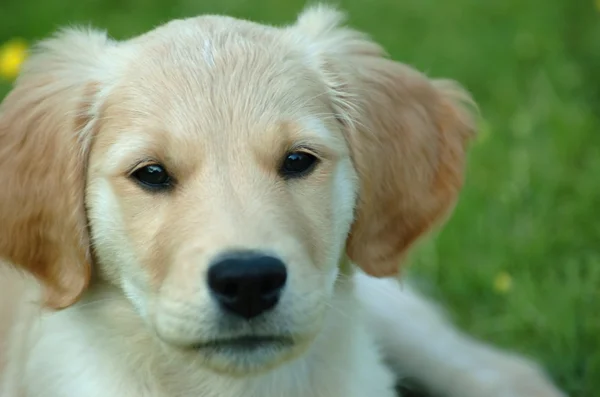 stock image Puppy