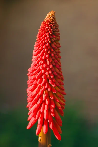 stock image Red Hot Poker