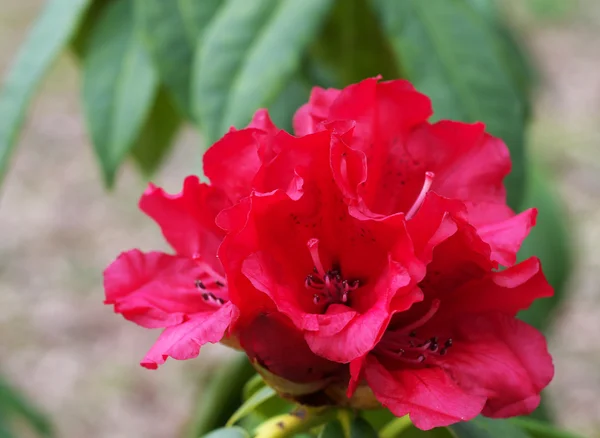 Κόκκινο rhododendron — Φωτογραφία Αρχείου