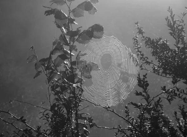 Teia de aranha na névoa da manhã — Fotografia de Stock