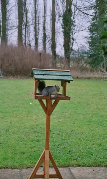 Szürke mókus ül a madár asztal — Stock Fotó