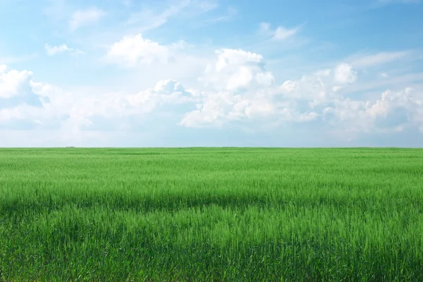 Groene tarweveld met bewolkte blauwe hemel Stockfoto