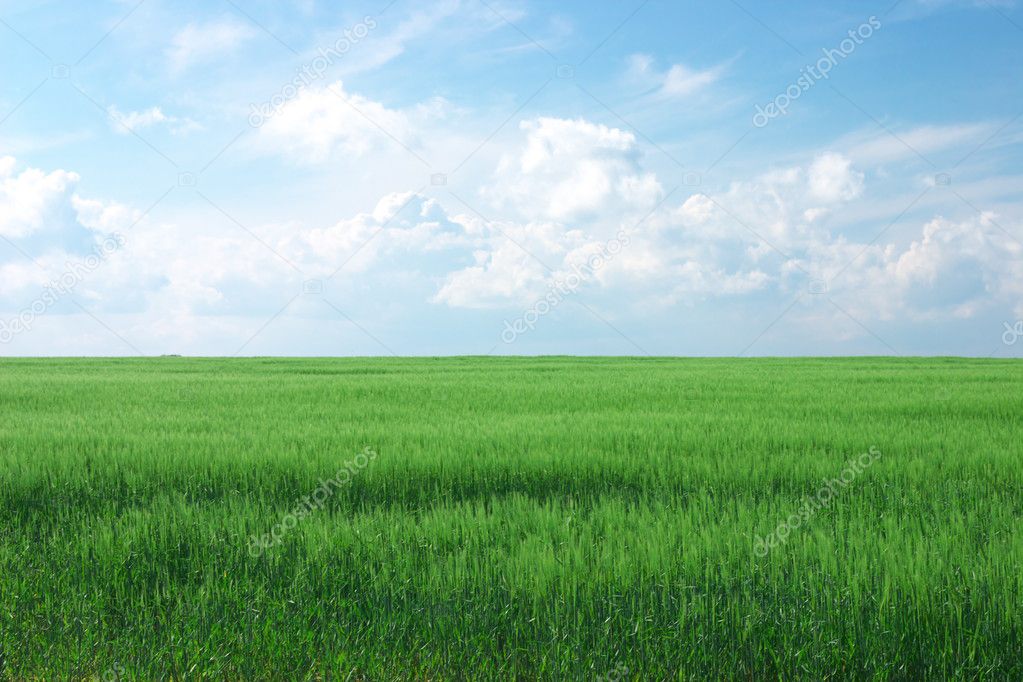 Green wheat field with cloudy blue sky
