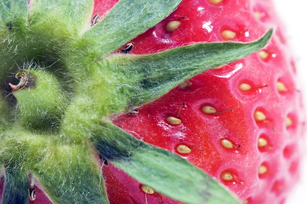 stock image Strawberry