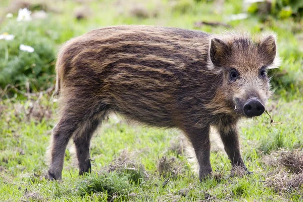 stock image Young wild boar