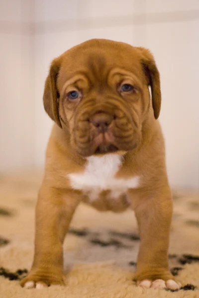 Dogue de bordeaux puppy — Stock Photo, Image