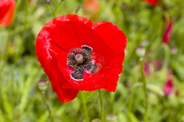 stock image Poppy