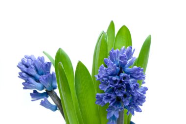 Hyacinth clipart