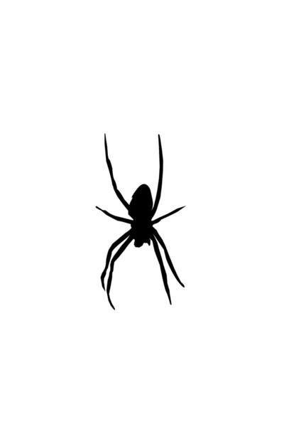 Силует павук — стокове фото