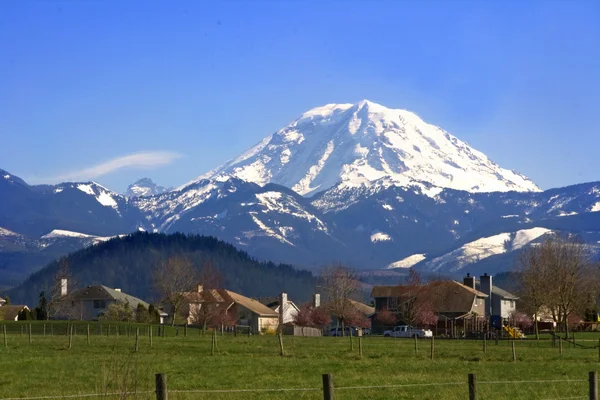 stock image Mt. Rainier viewed from across a field