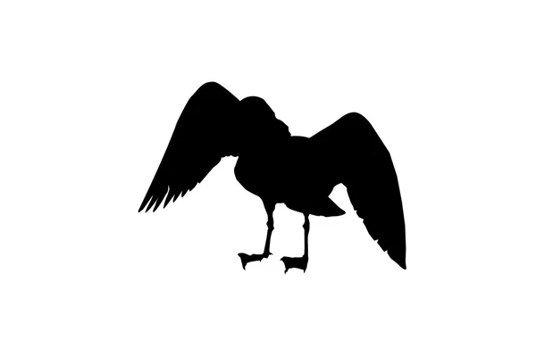 鳥のシルエット — ストック写真