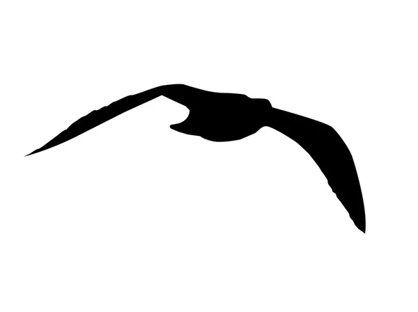 Silhueta de gaivota — Fotografia de Stock