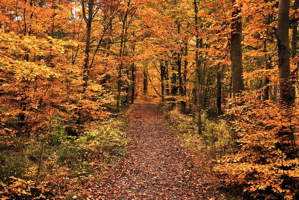 Ormanda sonbahar — Stok fotoğraf