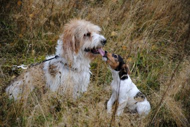 köpek arkadaş