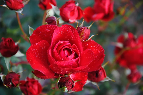 Garden roses — Stock Photo, Image