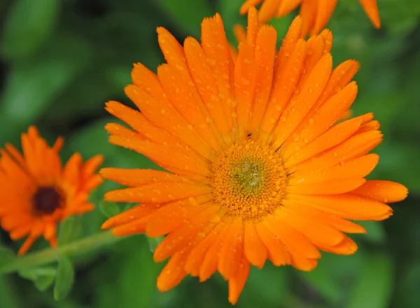 Summer orange marigold