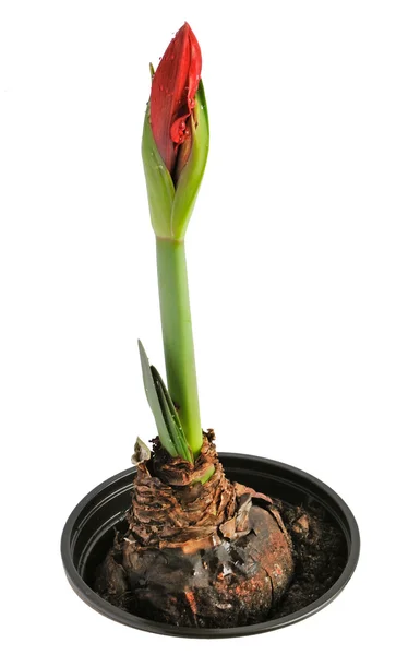 Amaryllis in pot — Stock Photo, Image