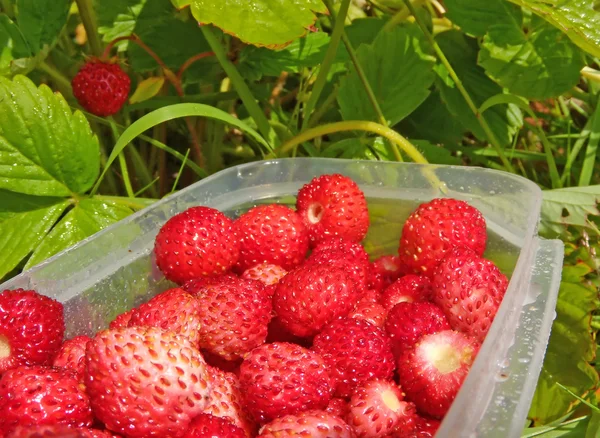 Wilde aardbeien zomer — Stockfoto