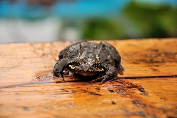 Садові жаба — стокове фото