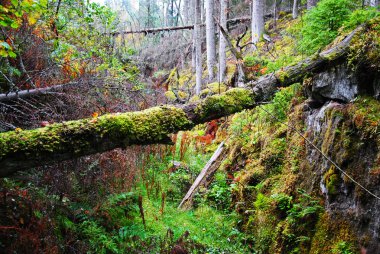 Forest ravine clipart