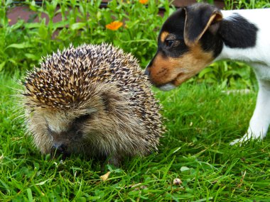 Kirpi ve jack russel