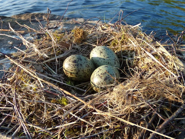 Seagull eggs — Stock Photo, Image