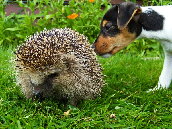 Hedgehog e Jack Russel — Fotografia de Stock