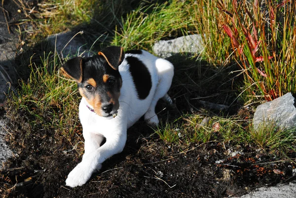 Small jack russel terier — Stock Photo, Image
