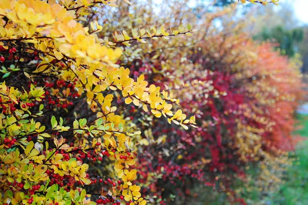Осенняя изгородь — стоковое фото