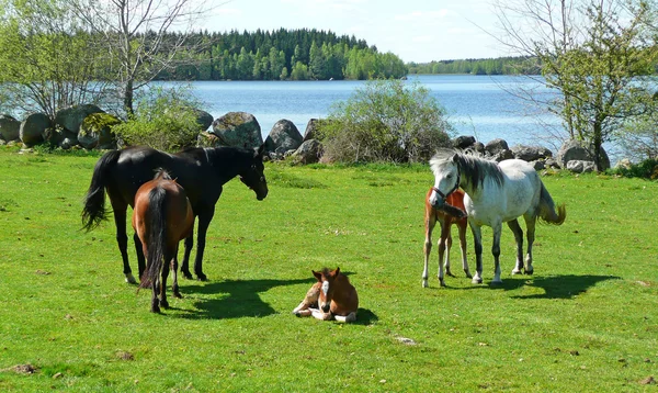 말 가족 — 스톡 사진