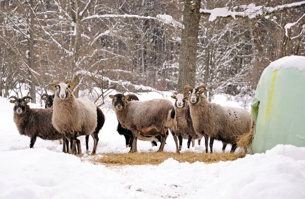 Owce w okresie zimowym — Zdjęcie stockowe