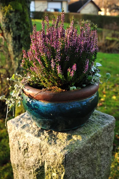 Bruyère en pot — Photo
