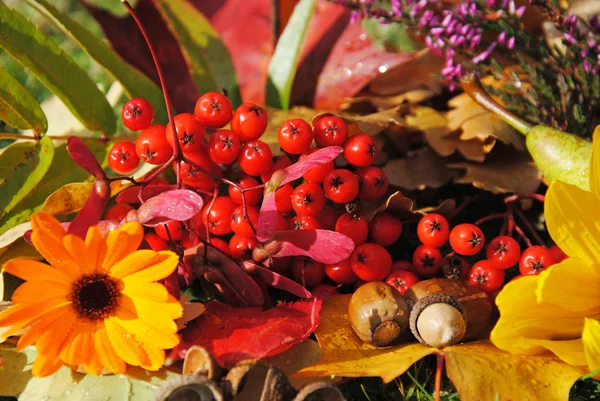 Autumn's gifts — Stock Photo, Image