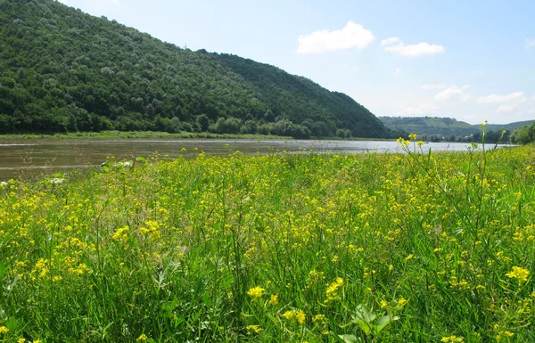 stock image Meadow on the river