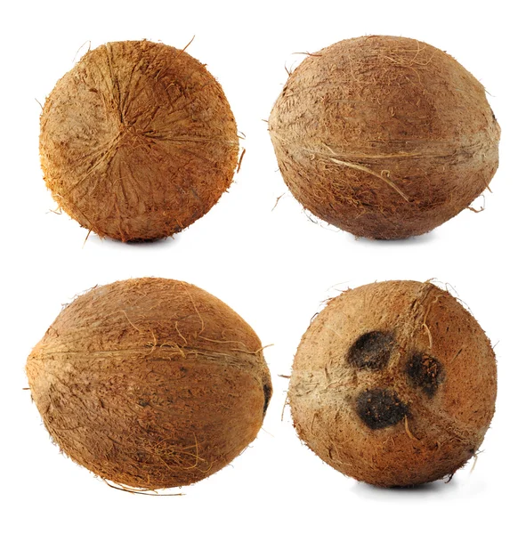 Stock image Coconut