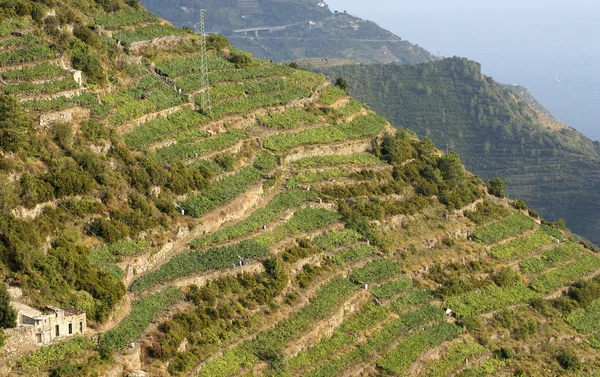 stock image Cinque terre