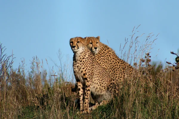Cheetah1 — 스톡 사진