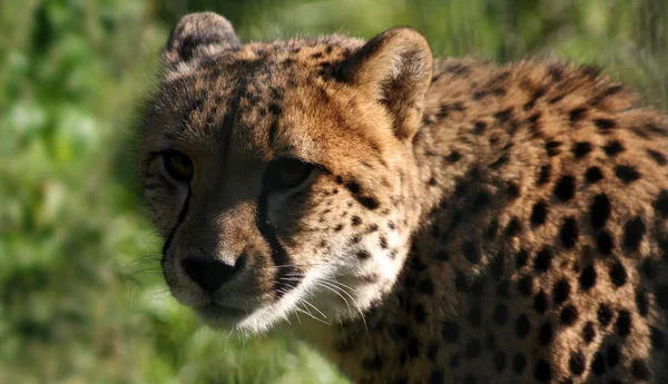 Cheetah2 — Stok fotoğraf