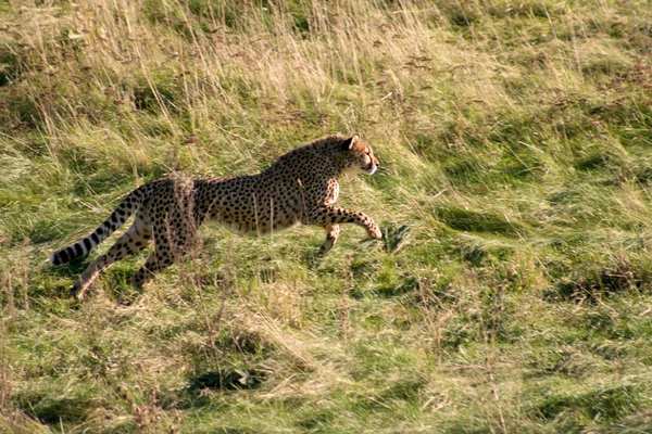 Cheetah3 — Stock Photo, Image