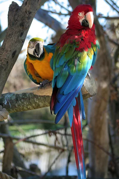 stock image Parrots