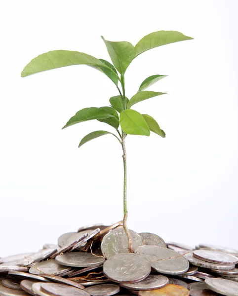 Peníze rostlina — Stock fotografie