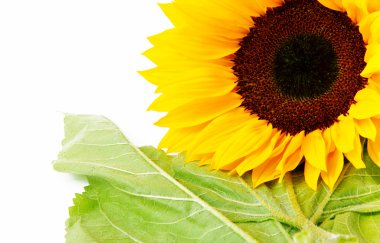 Sunflower clipart