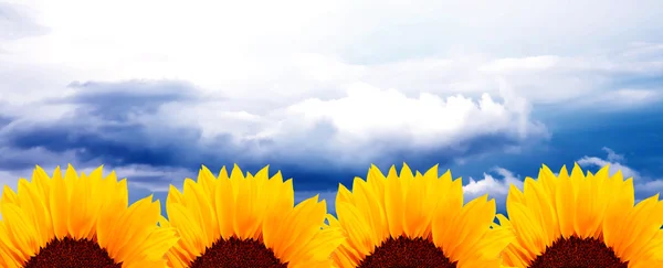 Słoneczniki i niebo — Zdjęcie stockowe