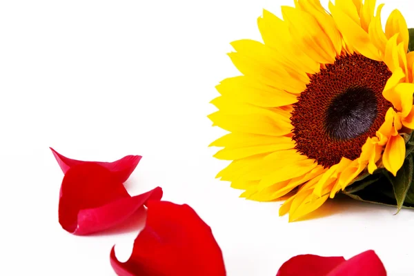 Sunflower and petals — Stock Photo, Image
