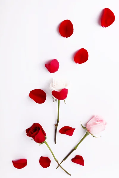 Güller — Stok fotoğraf