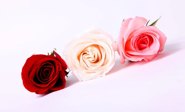 Rosas de beleza — Fotografia de Stock