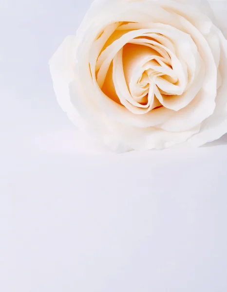 Blumenkarte — Stockfoto